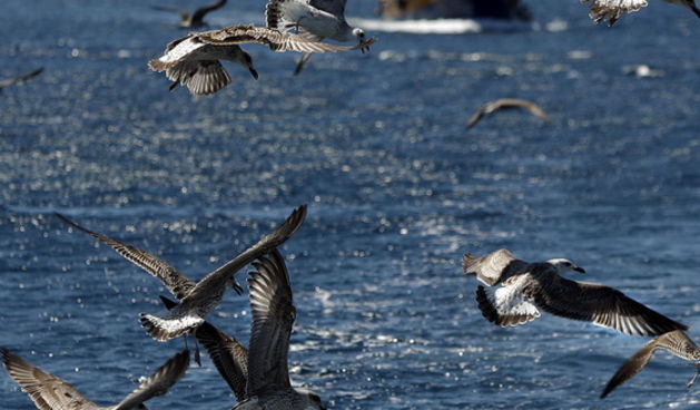 Kornati 220811.
Galebovi.
Na slici galebovi.
Foto: Danijel Soldo / CROPIX