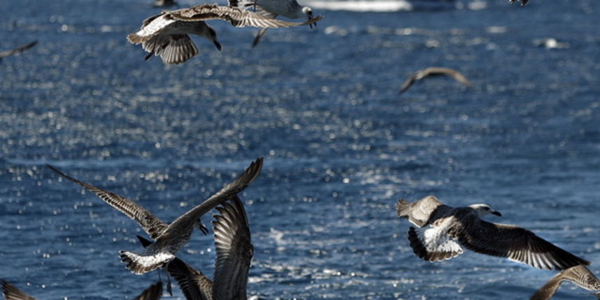 Kornati 220811.
Galebovi.
Na slici galebovi.
Foto: Danijel Soldo / CROPIX Kornati 220811.
Galebovi.
Na slici galebovi.
Foto: Danijel Soldo / CROPIX