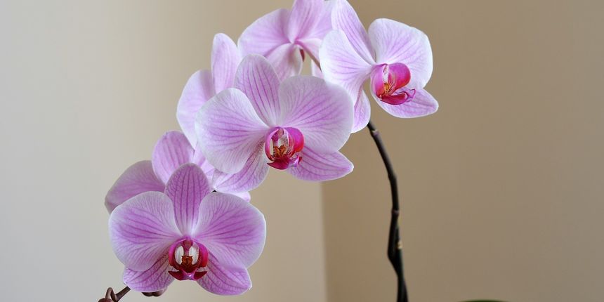 Sobne biljke vrste koje najviše volimo