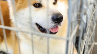 Izložba pasa na Zagrebačkom velesajmu Izložba pasa na Zagrebačkom velesajmu