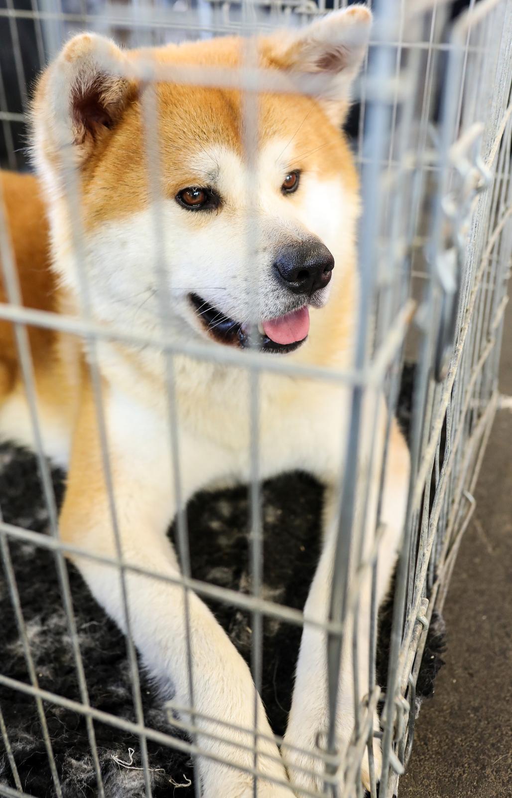 Izložba pasa na Zagrebačkom velesajmu Izložba pasa na Zagrebačkom velesajmu