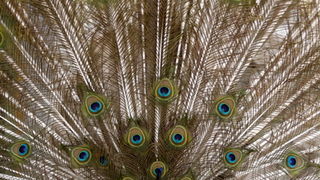 Zadar, 270510.
Prijatelji zivotinja se pobunili protiv improviziranog ZOO-a u Obrovcu. Vlasnik restorana Anita Milan Anic uz janjetinu s raznja u svojoj ponudi drzi i egzoticne zivotinje, majmune, klokane, nojeve, rode, rakune.
Foto: Jure Miskovic / CROPI Zadar, 270510.
Prijatelji zivotinja se pobunili protiv improviziranog ZOO-a u Obrovcu. Vlasnik restorana Anita Milan Anic uz janjetinu s raznja u svojoj ponudi drzi i egzoticne zivotinje, majmune, klokane, nojeve, rode, rakune.
Foto: Jure Miskovic / CROPI