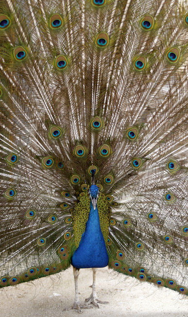 Zadar, 270510.
Prijatelji zivotinja se pobunili protiv improviziranog ZOO-a u Obrovcu. Vlasnik restorana Anita Milan Anic uz janjetinu s raznja u svojoj ponudi drzi i egzoticne zivotinje, majmune, klokane, nojeve, rode, rakune.
Foto: Jure Miskovic / CROPI Zadar, 270510.
Prijatelji zivotinja se pobunili protiv improviziranog ZOO-a u Obrovcu. Vlasnik restorana Anita Milan Anic uz janjetinu s raznja u svojoj ponudi drzi i egzoticne zivotinje, majmune, klokane, nojeve, rode, rakune.
Foto: Jure Miskovic / CROPI