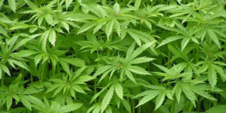 Marihuana/Foto: HTV Marihuana/Foto: HTV