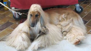 Image 1171059 (auto)