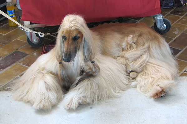 Image 1171059 (auto)