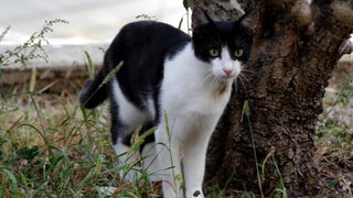 Iške crtice u objektivu Leonarda Kvarantana