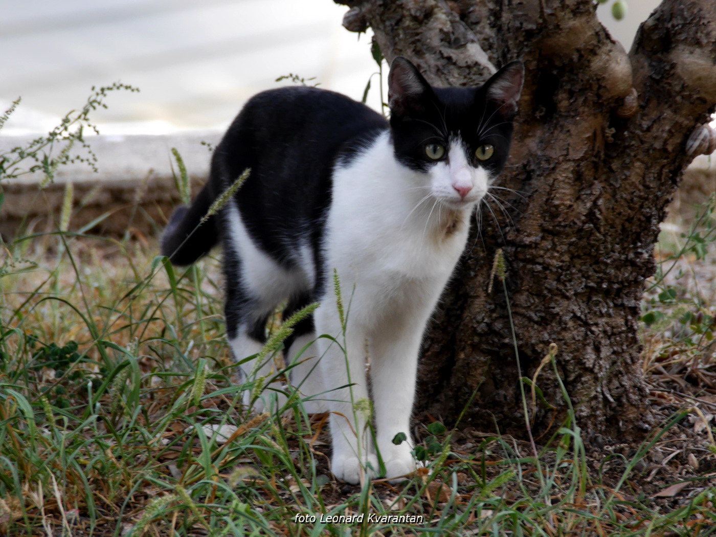 Iške crtice u objektivu Leonarda Kvarantana