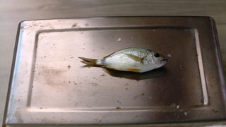 Vir: Međužupanijsko prvenstvo u sportskom ribolovu štapom s obale za seniorke Vir: Međužupanijsko prvenstvo u sportskom ribolovu štapom s obale za seniorke