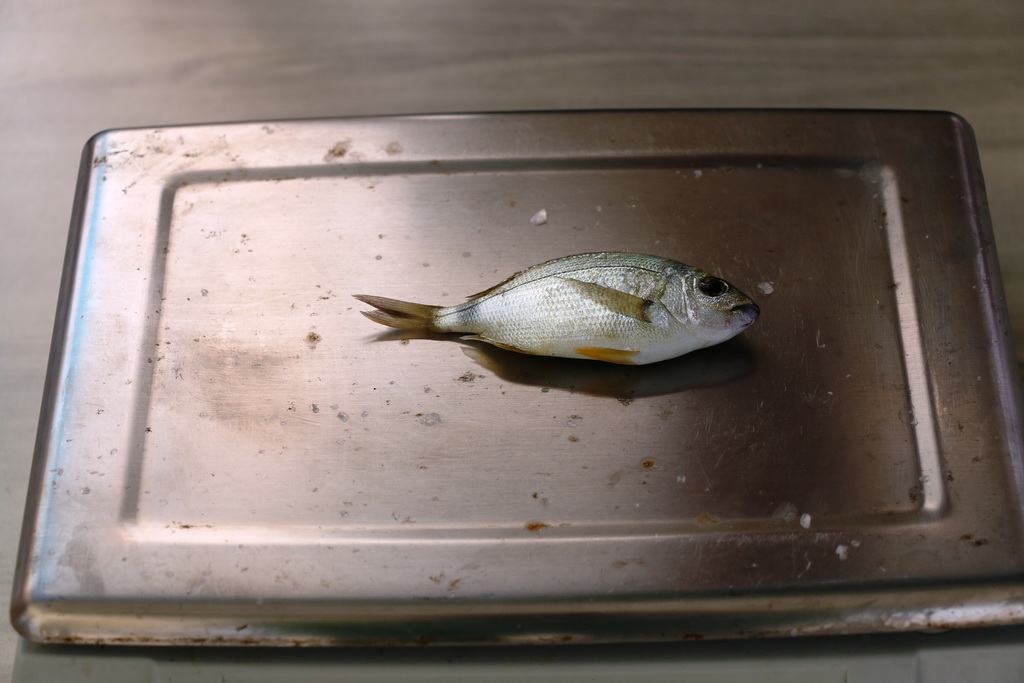 Vir: Međužupanijsko prvenstvo u sportskom ribolovu štapom s obale za seniorke Vir: Međužupanijsko prvenstvo u sportskom ribolovu štapom s obale za seniorke