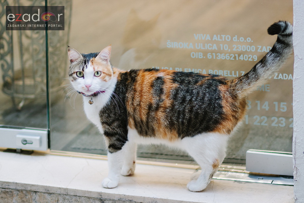 Đir po gradu, ponedjeljak 13. studenog 2017. Maca, mačka