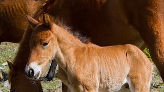 Divlji konji na Velebitu, foto: Leo Banić