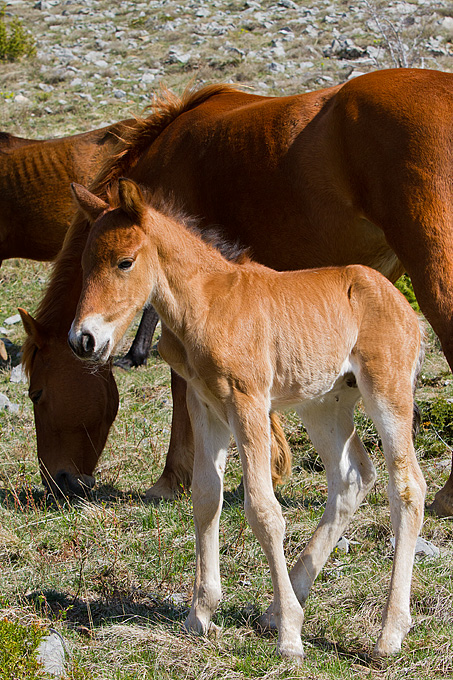 Divlji konji na Velebitu, foto: Leo Banić