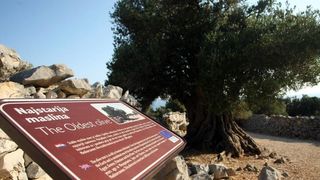 Lun: u posjeti tisućljetnom masliniku, Foto: Luka Stanzl/PIXSELL Lun: u posjeti tisućljetnom masliniku, Foto: Luka Stanzl/PIXSELL