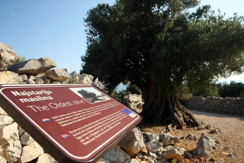 Lun: u posjeti tisućljetnom masliniku, Foto: Luka Stanzl/PIXSELL Lun: u posjeti tisućljetnom masliniku, Foto: Luka Stanzl/PIXSELL