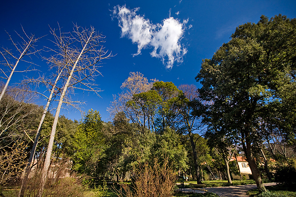 Đir zadarskim parkovima,27. veljače 2012. (foto:Saša Čuka)