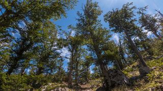 Simpatična galerija koja prikazuje životinjsku farmu na najvišem južnom vrhu Velebita – Crnopcu Simpatična galerija koja prikazuje životinjsku farmu na najvišem južnom vrhu Velebita – Crnopcu
