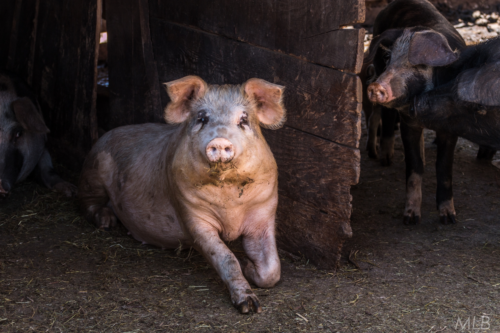 Simpatična galerija koja prikazuje životinjsku farmu na najvišem južnom vrhu Velebita – Crnopcu Simpatična galerija koja prikazuje životinjsku farmu na najvišem južnom vrhu Velebita – Crnopcu