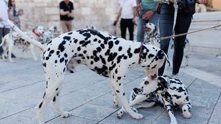 Red Carpet Dalmatian Walk @Trg pet bunara Red Carpet Dalmatian Walk @Trg pet bunara