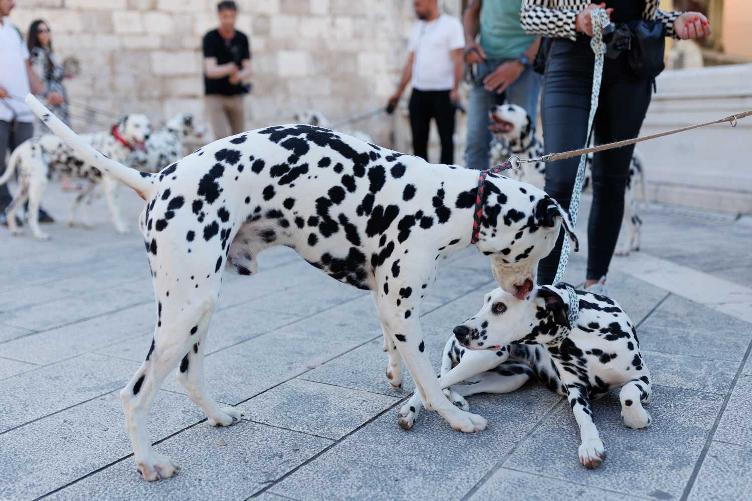 Red Carpet Dalmatian Walk @Trg pet bunara Red Carpet Dalmatian Walk @Trg pet bunara