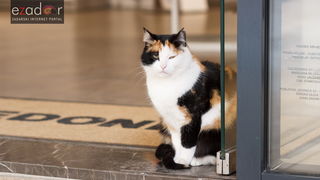 Đir po gradu, srijeda 14. veljače 2018.