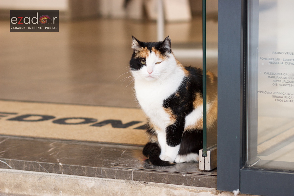 Đir po gradu, srijeda 14. veljače 2018.