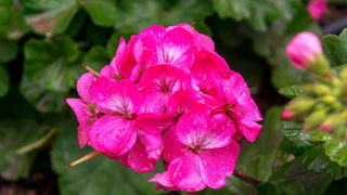 Malta, biser Mediterana Malta, biser Mediterana