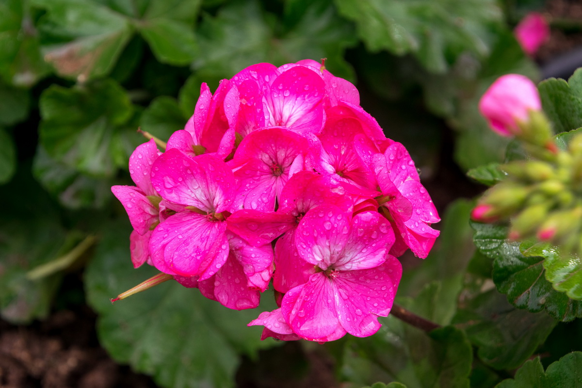 Malta, biser Mediterana Malta, biser Mediterana