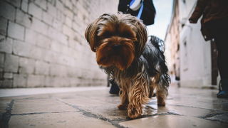 Đir po gradu: Škura bura u Zadru 14. ožujka 2016. Đir po gradu: Škura bura u Zadru 14. ožujka 2016.