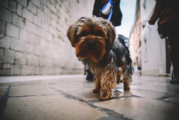 Đir po gradu: Škura bura u Zadru 14. ožujka 2016. Đir po gradu: Škura bura u Zadru 14. ožujka 2016.