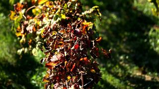 Boje jeseni u vinogradu Boje jeseni u vinogradu
