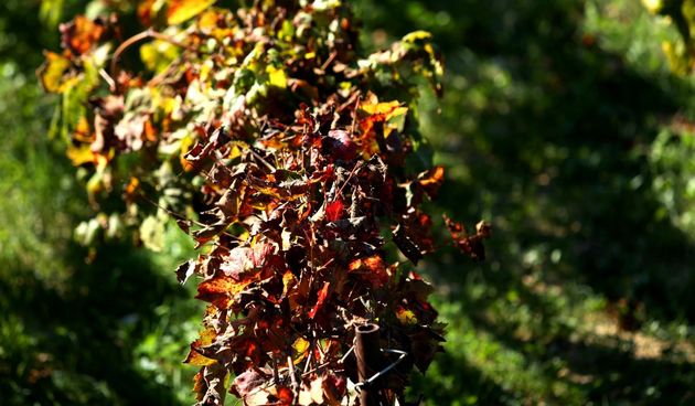 Boje jeseni u vinogradu