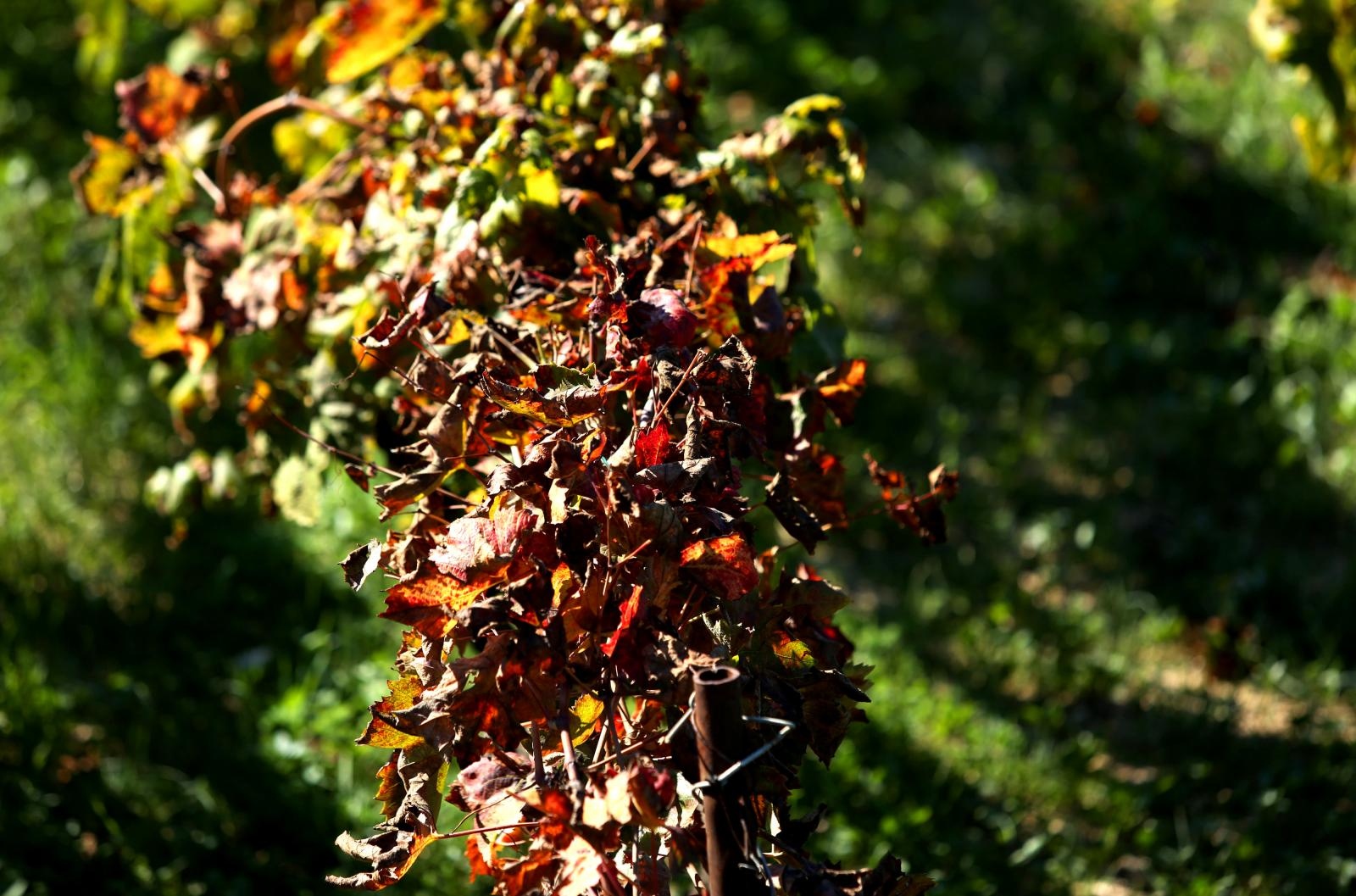 Boje jeseni u vinogradu Boje jeseni u vinogradu