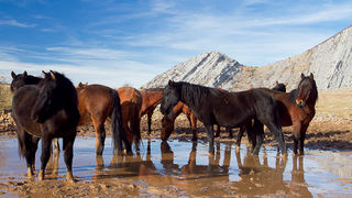 Divlji konji, foto: Leo Banić