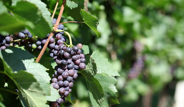 Varazdin, 120811.
U vinogradu obitelji Kovacic u Vinici kraj Varazdina obavlja se posljednje prskanje vinograda prije ovogodisnje berbe.
U vinogradima obitelji Kovacic rastu mnoge sorte grozdja, od bijelih, Sauvignon, Rajnski rizling, Sivi pinot, Crni pin