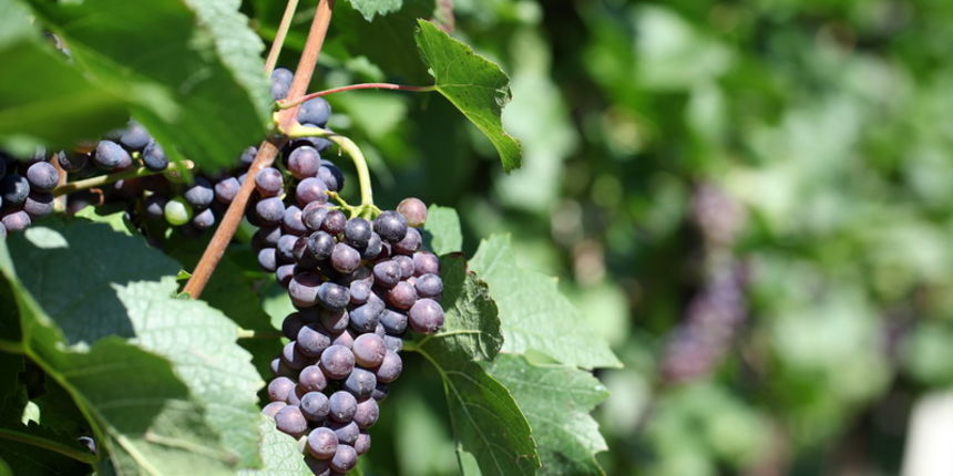 Varazdin, 120811.
U vinogradu obitelji Kovacic u Vinici kraj Varazdina obavlja se posljednje prskanje vinograda prije ovogodisnje berbe.
U vinogradima obitelji Kovacic rastu mnoge sorte grozdja, od bijelih, Sauvignon, Rajnski rizling, Sivi pinot, Crni pin