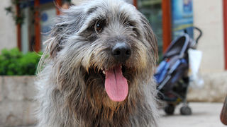 Subotnji šušur u gradu 27. travnja 2013. Foto: Mia Čop Subotnji šušur u gradu 27. travnja 2013. Foto: Mia Čop