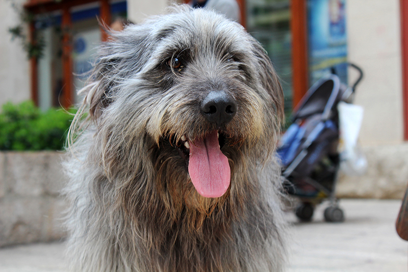 Subotnji šušur u gradu 27. travnja 2013. Foto: Mia Čop Subotnji šušur u gradu 27. travnja 2013. Foto: Mia Čop