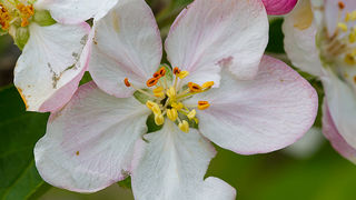Priroda, cvijece, livada, sparoge, foto: Leo Banic