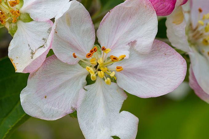 Priroda, cvijece, livada, sparoge, foto: Leo Banic