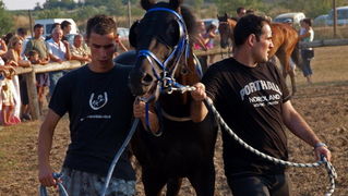 Polaca, utrke konja Oluja 95 Polaca, utrke konja Oluja 95