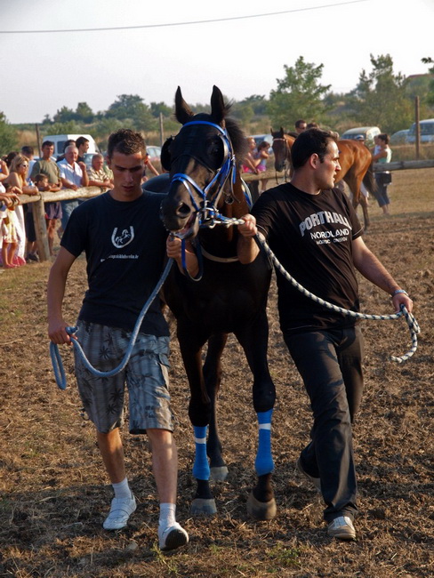 Polaca, utrke konja Oluja 95 Polaca, utrke konja Oluja 95