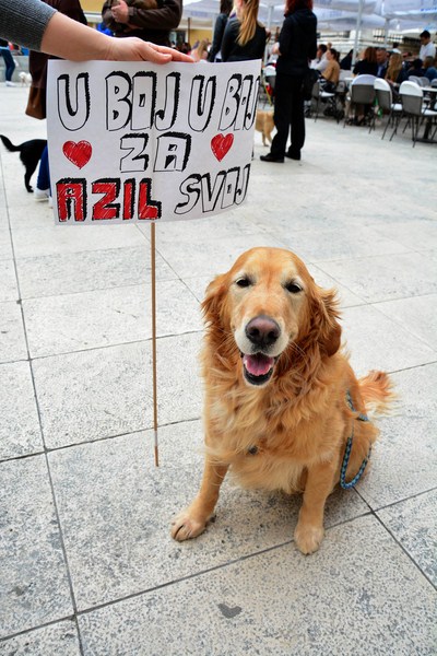 Skup podrške za NO KILL skloništa za životinje,  foto Iva Perinčić