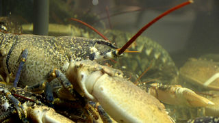 Restoran Niko: Fešta uz klape Bonaca, Niko i prijatelje Restoran Niko: Fešta uz klape Bonaca, Niko i prijatelje