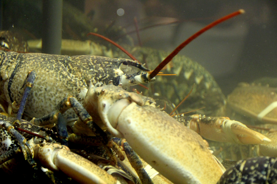 Restoran Niko: Fešta uz klape Bonaca, Niko i prijatelje Restoran Niko: Fešta uz klape Bonaca, Niko i prijatelje