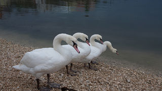 Labudovi u Bibinjama 10. siječnja 2013, Foto: Leo Banić