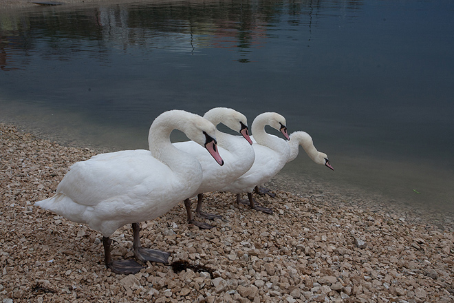 Labudovi u Bibinjama 10. siječnja 2013, Foto: Leo Banić