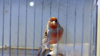 Ornitološko prvenstvo Hrvatske u hotelu Zadar (foto:Saša Čuka)