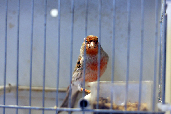 Ornitološko prvenstvo Hrvatske u hotelu Zadar (foto:Saša Čuka)