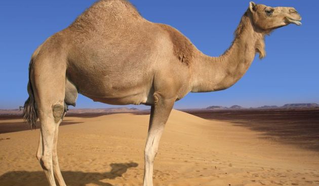 Arapska deva (Foto: fohn.net)